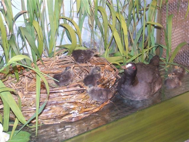 ascoots [640x480].JPG